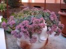 sedum sieboldii (3)