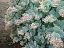 sedum sx cu boboci