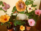 hibiscus grup
