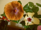 Lutea +Tahitian Sophistication