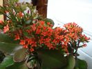 kalanchoe (1)