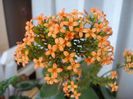 kalanchoe (2)