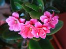 kalanchoe (7)
