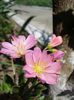 lewisia cotyledon (3)