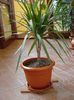 dracaena (1)