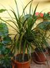 dracaena (2)