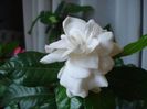 gardenia (3)