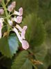 plectranthus australis (2)