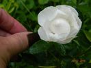 DSCN3671