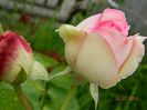 Boboc Eden rose