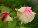 Boboc Eden rose