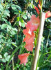 GLADIOLA 2