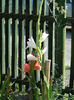GLADIOLE