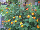 lantana portocalie