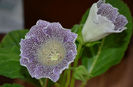 Speciosa Hibrid  Michaela40