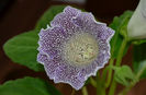 Speciosa Hibrid