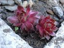 sempervivum (6)