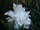 parfum imbietor (2)
