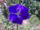 IMG-20130719-01212