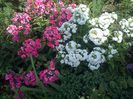 IMG-20130719-01242