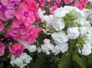IMG-20130719-01243