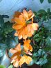 Crossandra