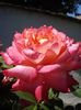 roze si miniroze (13)