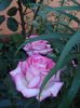 roze si miniroze (27)