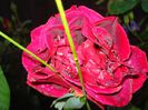 roze si miniroze (33)