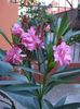 roseum plenum (8)