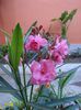 roseum plenum (9)
