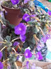 21 iulie 2013-flori 048