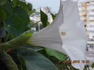 datura alba
