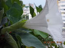 21 iulie 2013-flori 064