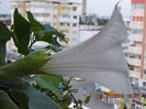 21 iulie 2013-flori 082