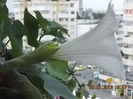datura alba