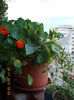 21 iulie 2013-flori 118
