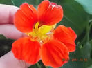 21 iulie 2013-flori 081
