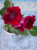 21 iulie 2013-flori 016