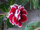21 iulie 2013-flori 031