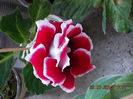 21 iulie 2013-flori 032