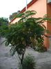 albizia julibrissin in evolutie (2)