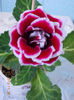 21 iulie 2013-flori 005
