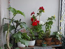 21 iulie 2013-flori 051