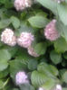 Hortensie