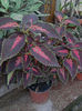 urzica decorativa-coleus