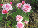 DSCN3823