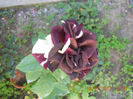 DSCN3844