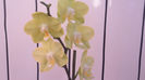 Phalaenopsis