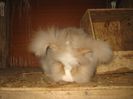 Femela 6  English Angora